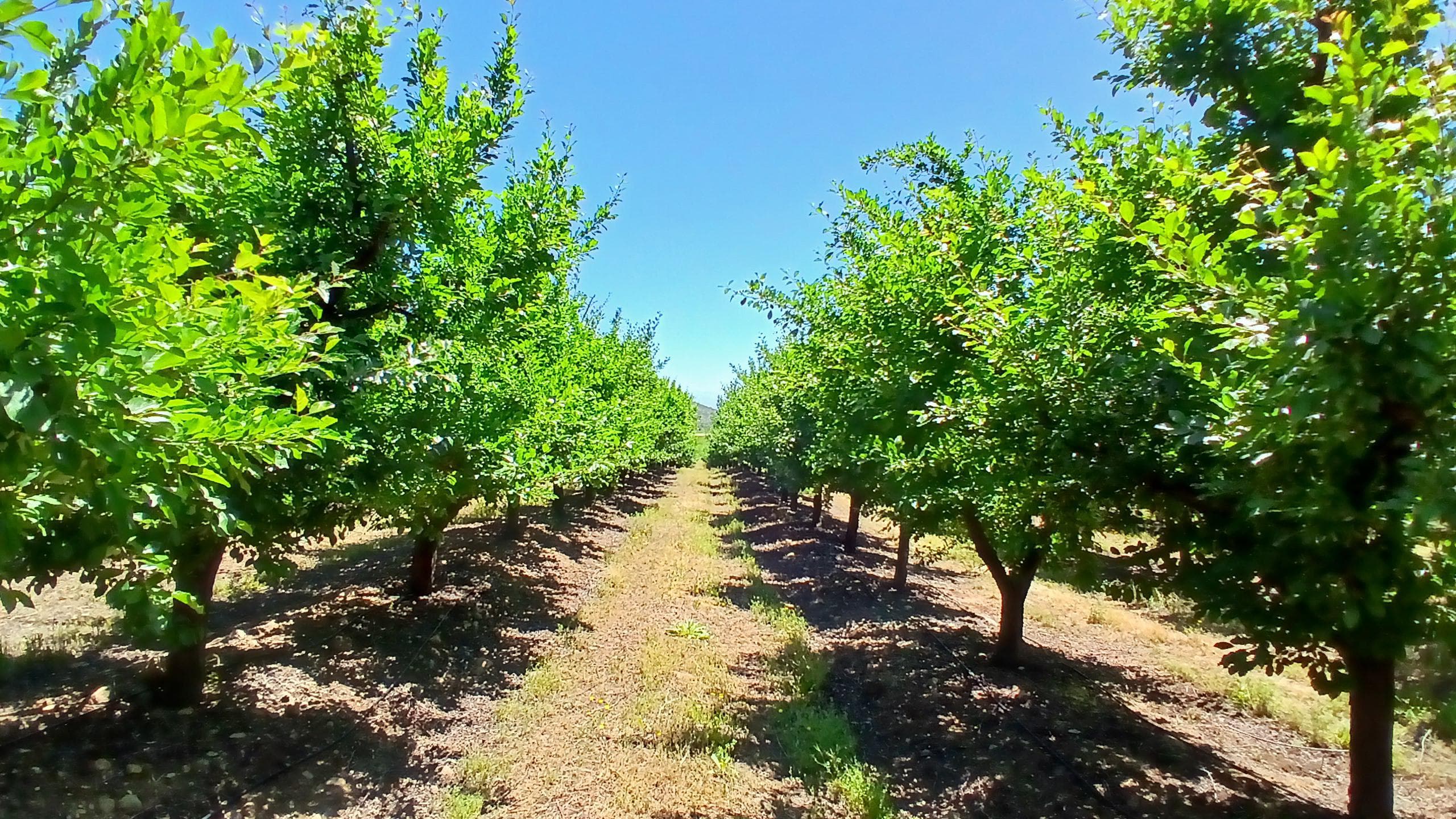 Hilera de olivos en un campo bajo riego